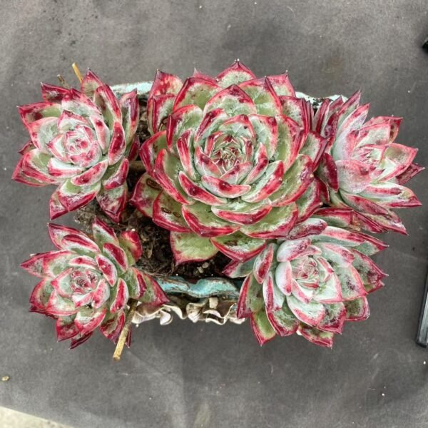 121. Echeveria Brown Sugar