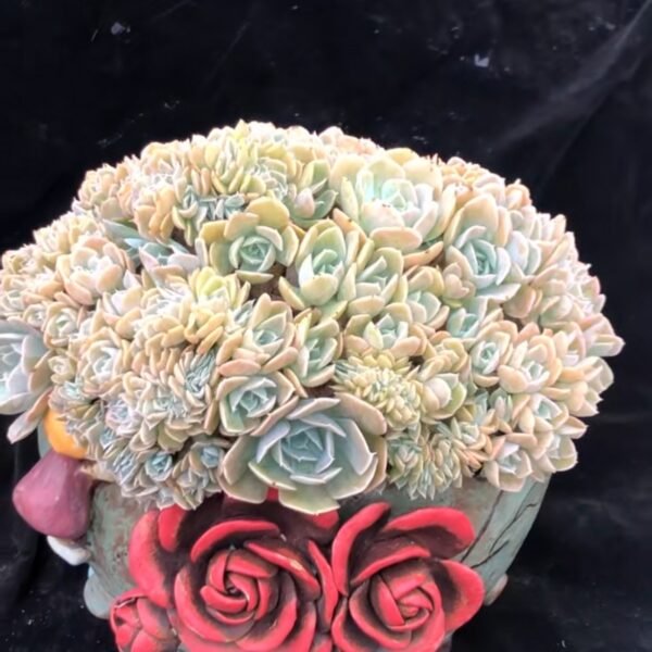 Echeveria runyonii Rose ex Walther