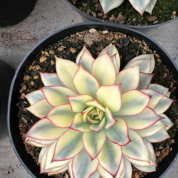 015. Echeveria ‘Esther’
