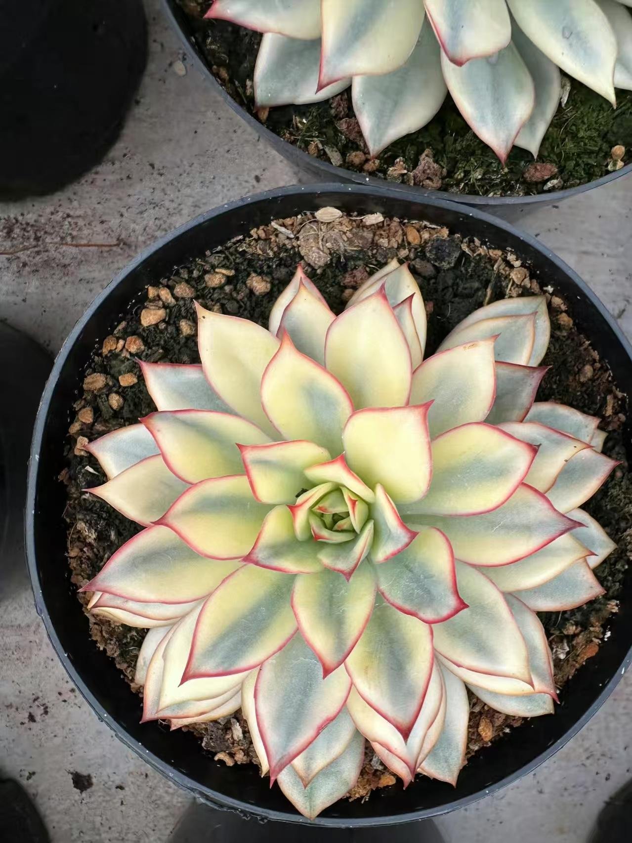 Echeveria 'Esther'