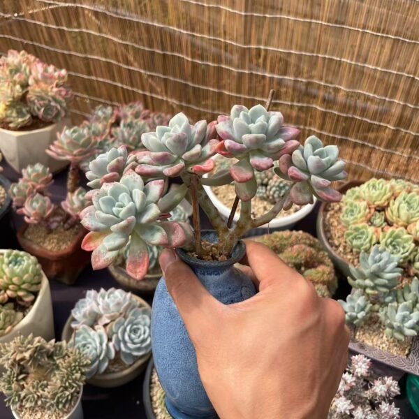 155. Echeveria spotted deer