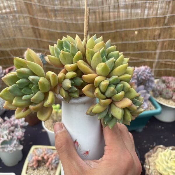 Echeveria ‘Ivory’