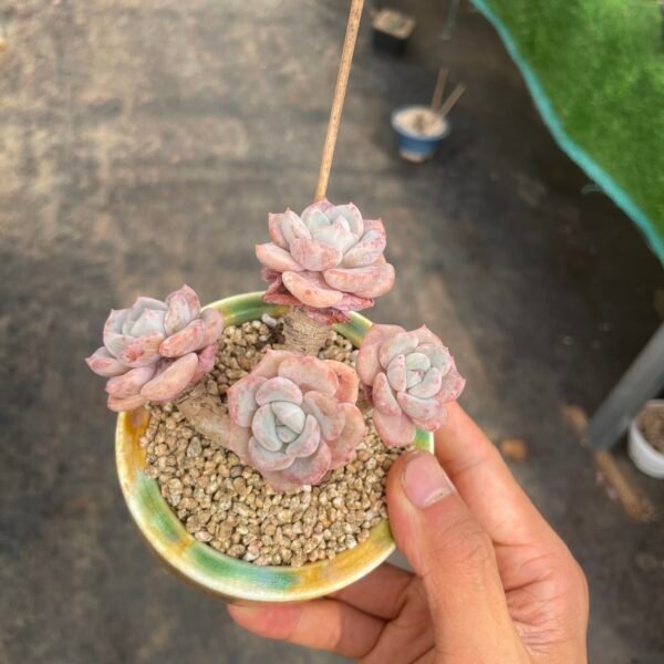 Graptoveria ‘Victor Kane’