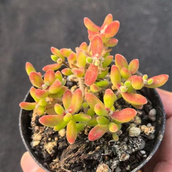 031. Echeveria ‘Ruby’