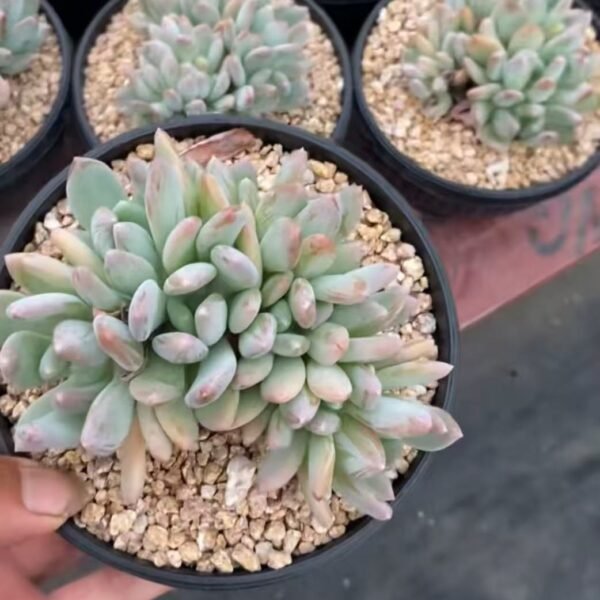 054. Echeveria ‘Cinderella’