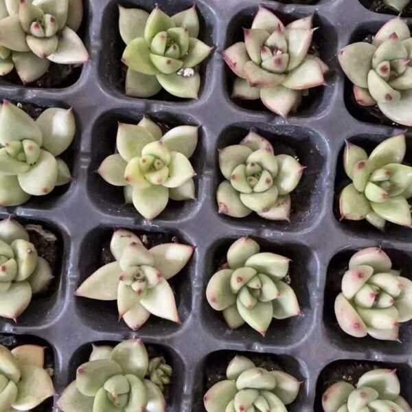 122. Echeveria agavoides ‘Ebony’