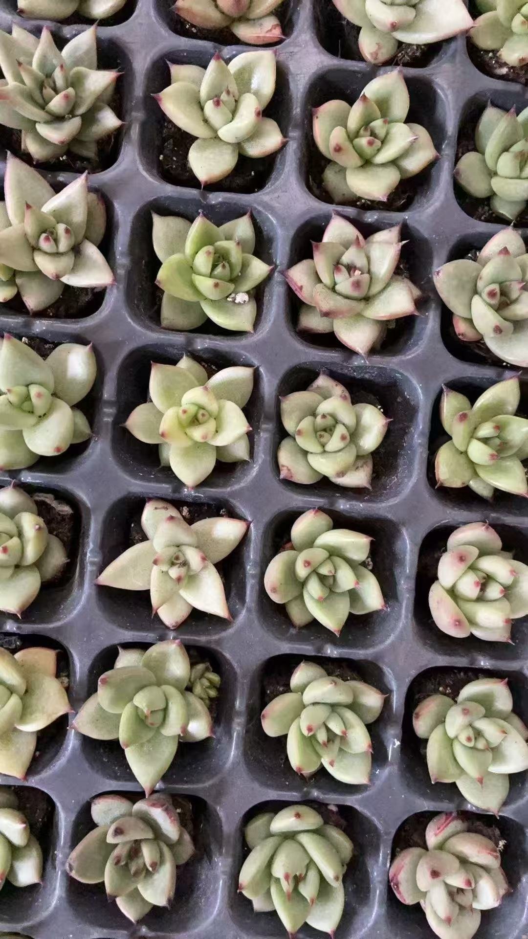 7e7aae32123ffb798f0e49f9486511d