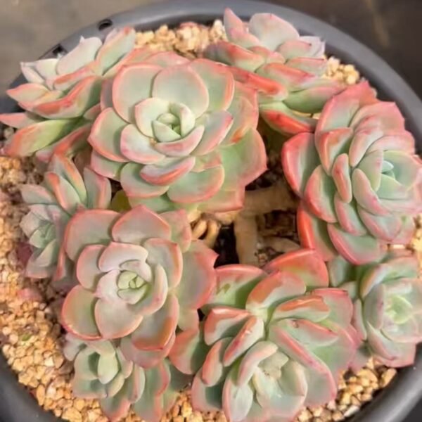 Echeveria ‘Pink Beauty’