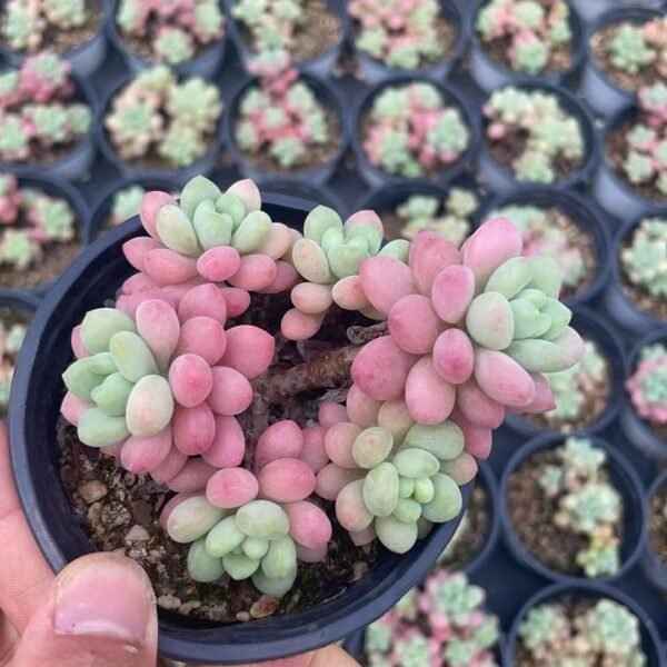101. Graptosedum ‘Rococo’