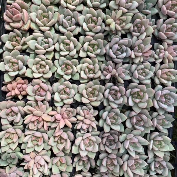 019. Echeveria ‘Champagne’