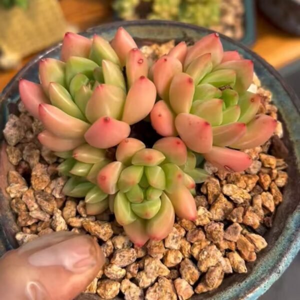 253. Echeveria ‘Lafite’