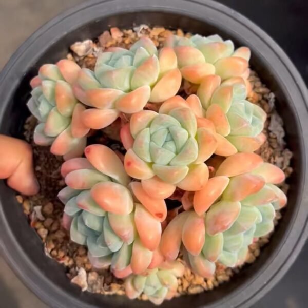 076. Echeveria ‘Ice green’
