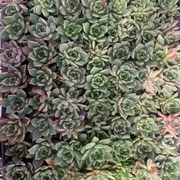 156. Aeonium ‘Halloween’