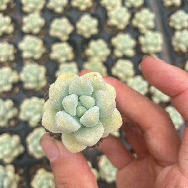 171. Echeveria pulvinata