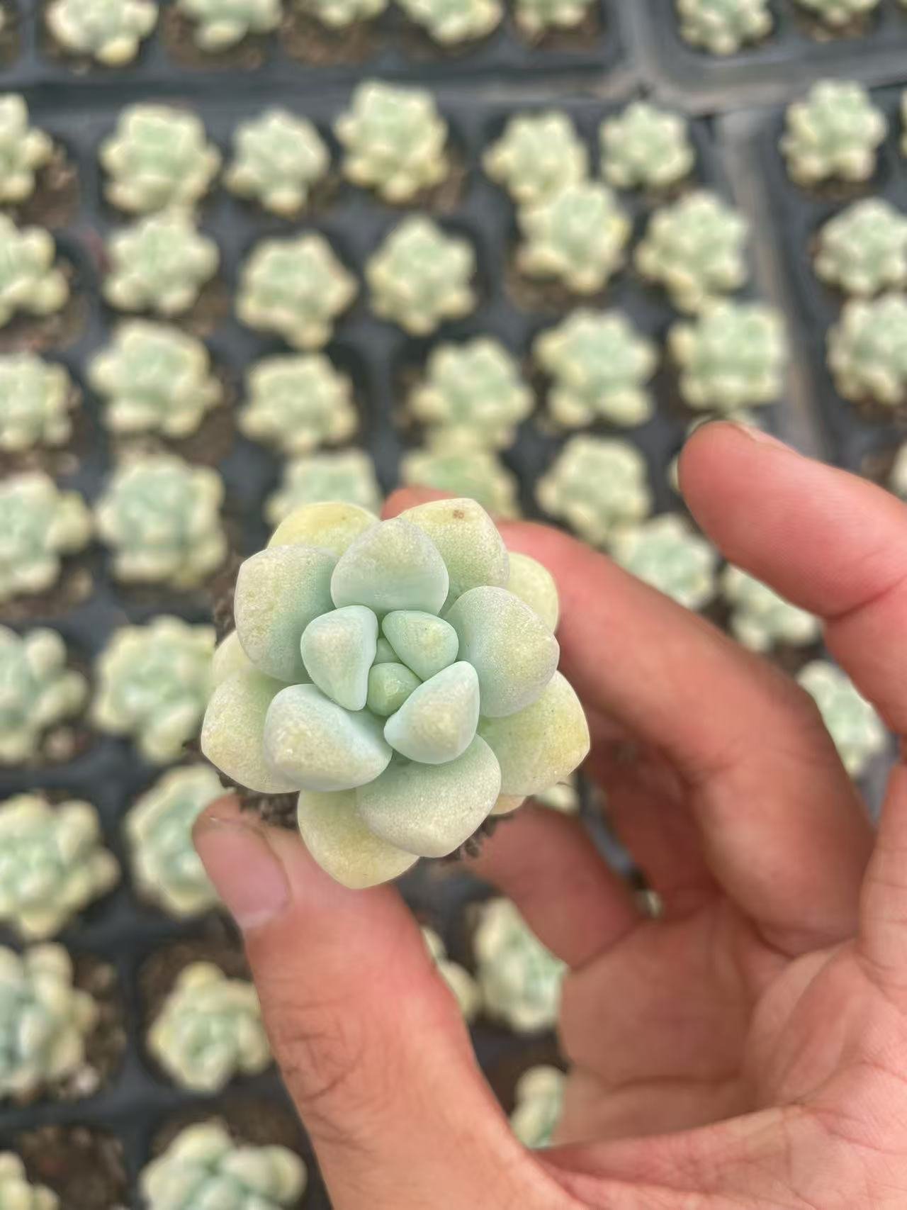 Echeveria pulvinata