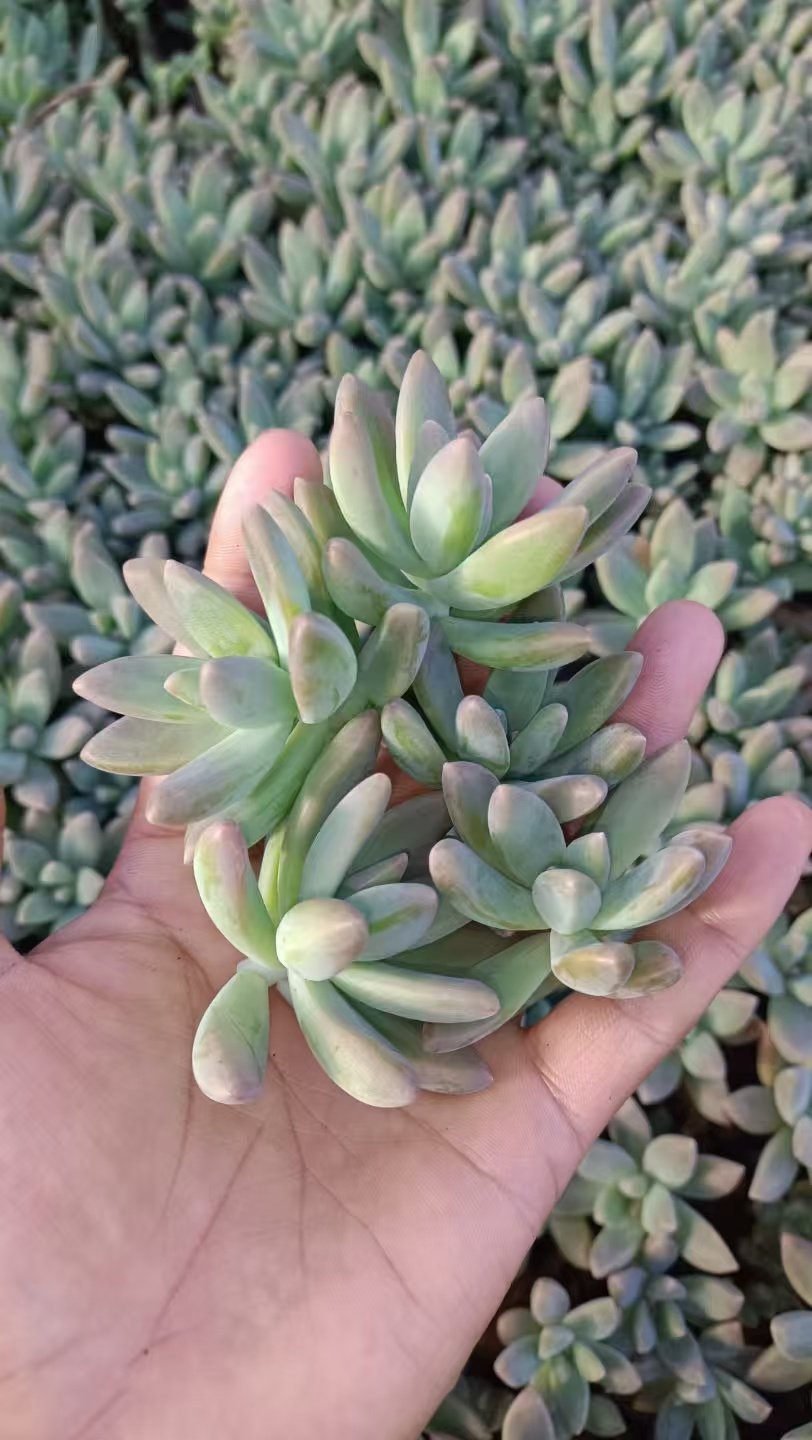 xGraptosedum 'Francesco Baldi'