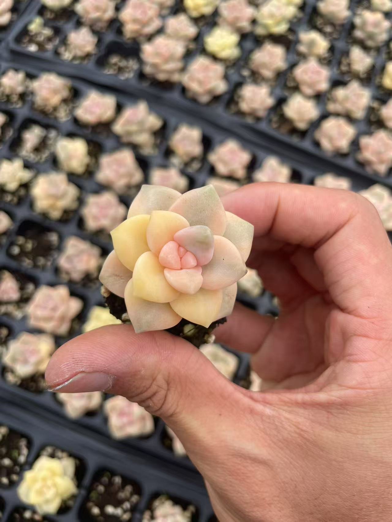 Pachyphytum 'Apricot Beauty'