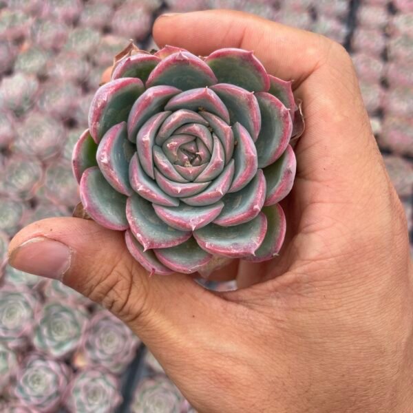 013. Echeveria ‘silhouette’