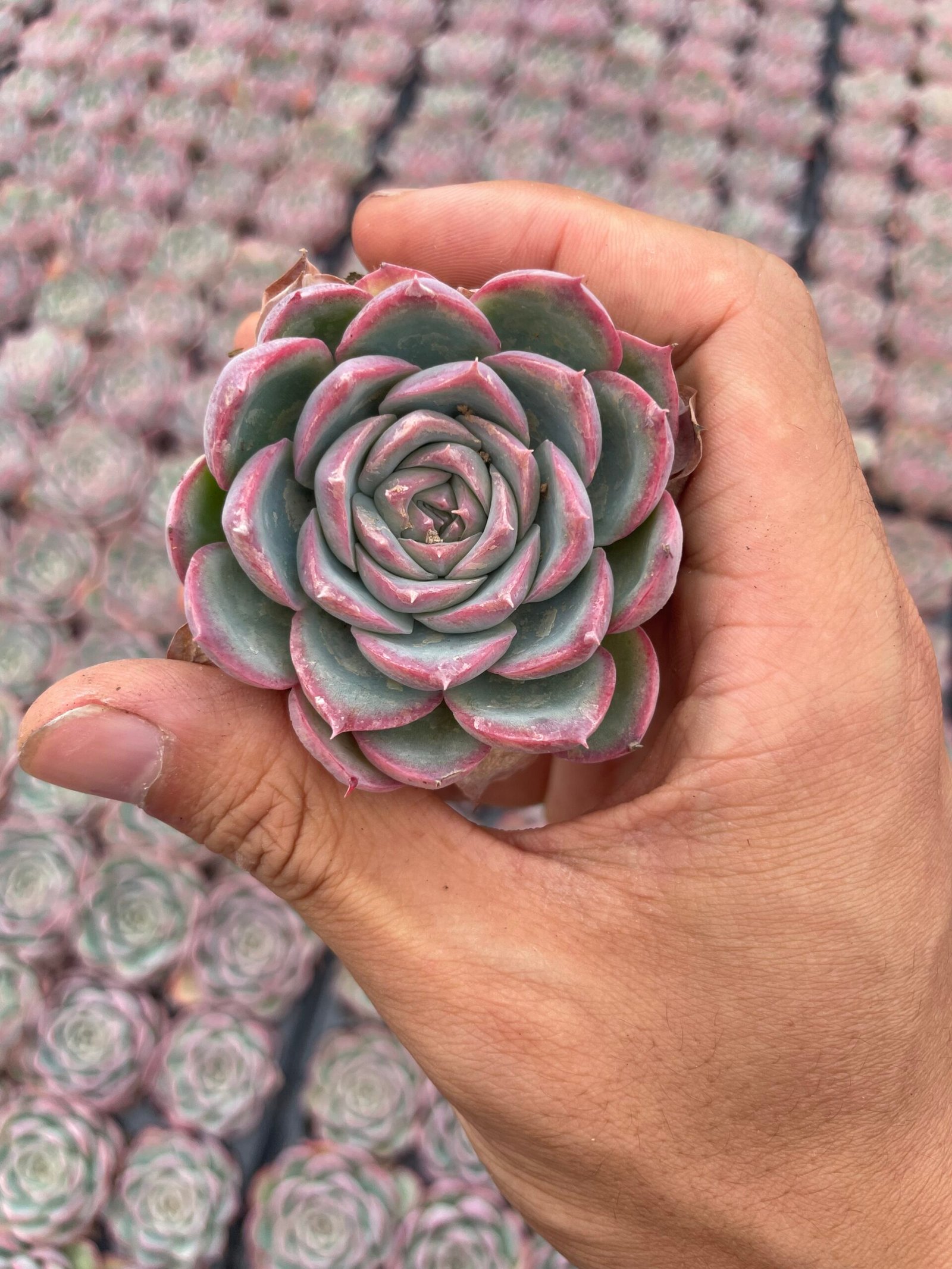 Echeveria 'silhouette'