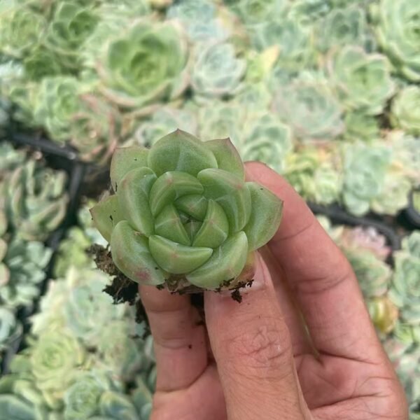 136. Echeveria malgan