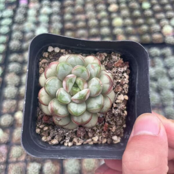 Pachyveria ‘Elaine Reinelt’