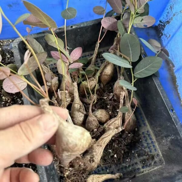 011. Phyllanthus mirabilis