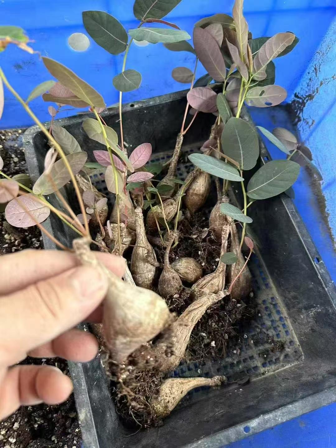 Phyllanthus mirabilis