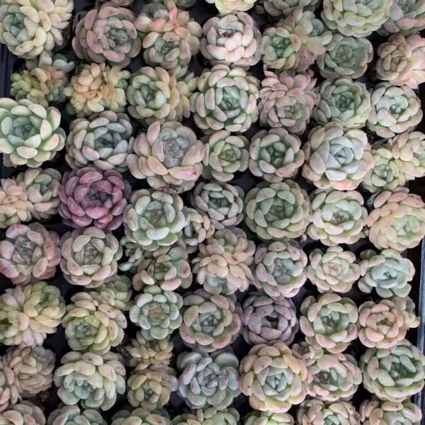 035. Echeveria ‘White Lotus’