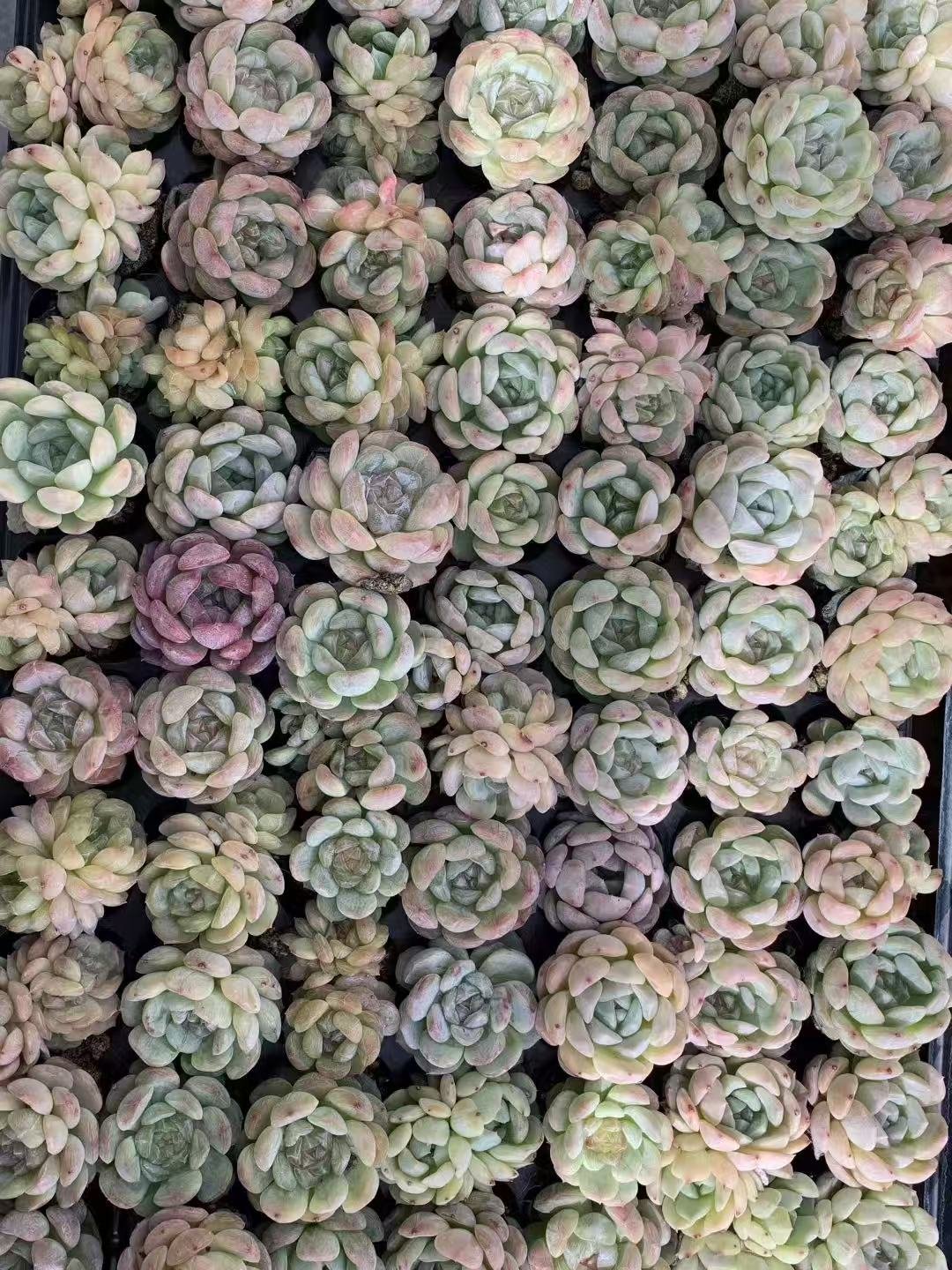 Echeveria 'White Lotus'