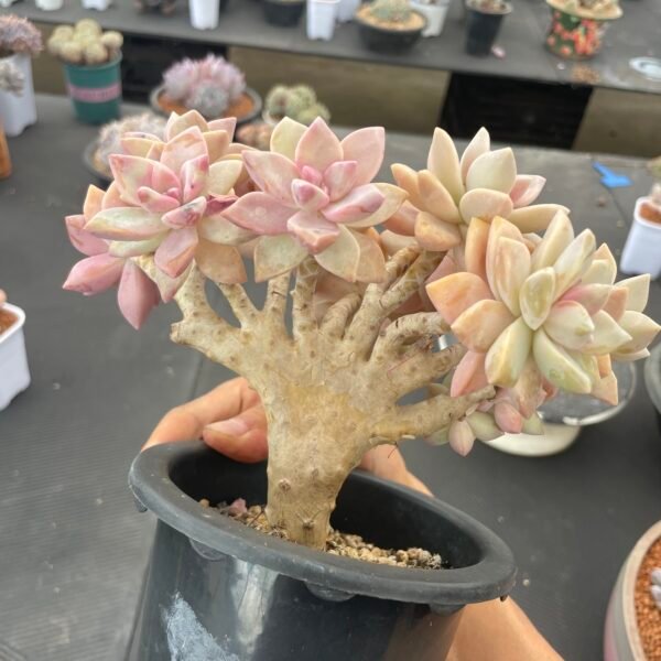 Echeveria ‘Dasuki’