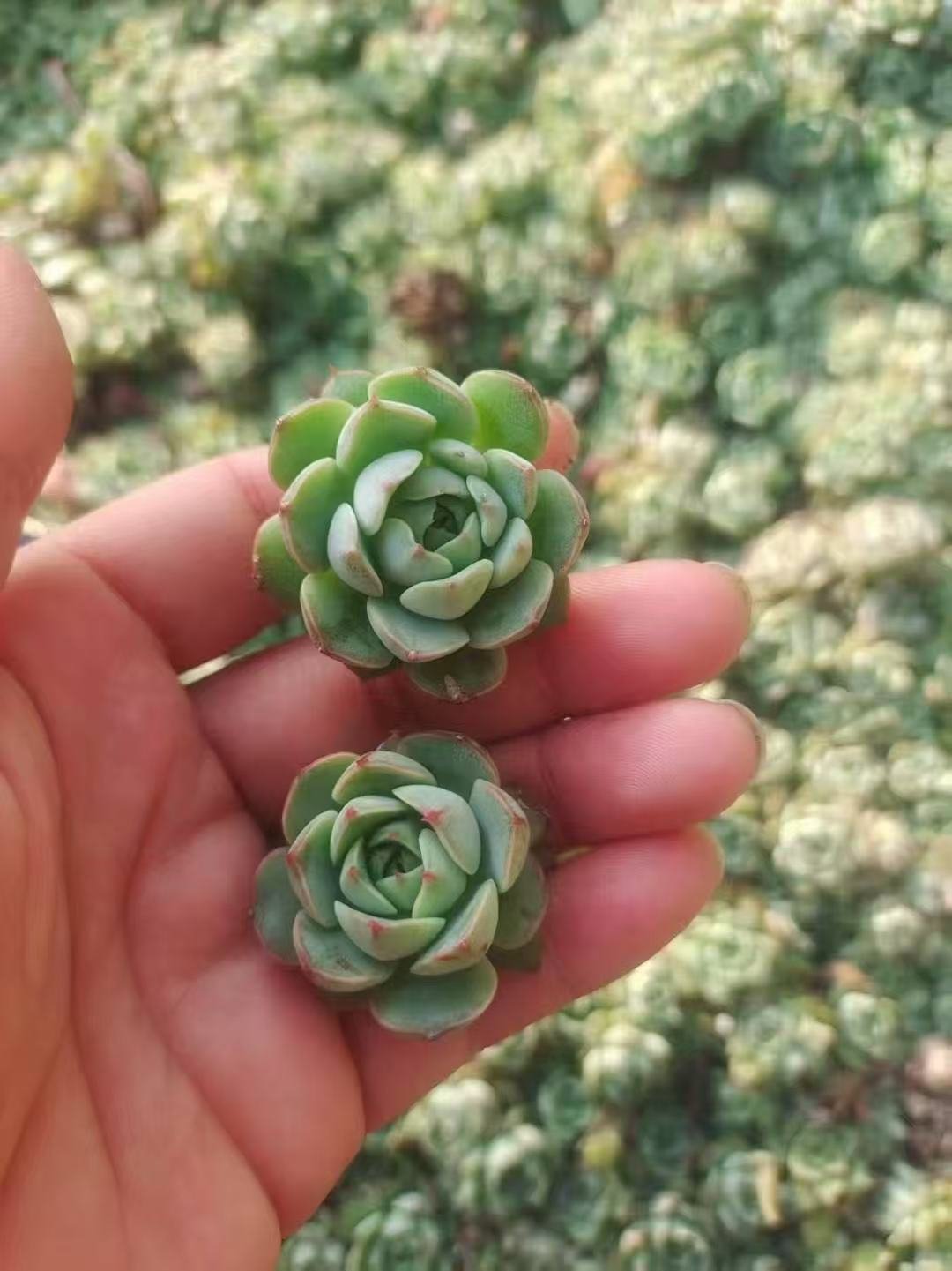 8bf592177c235f6fdfd691cdaf32aa1