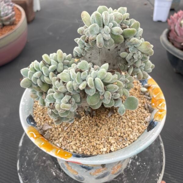 048. Echeveria ‘Yukikagayaki’