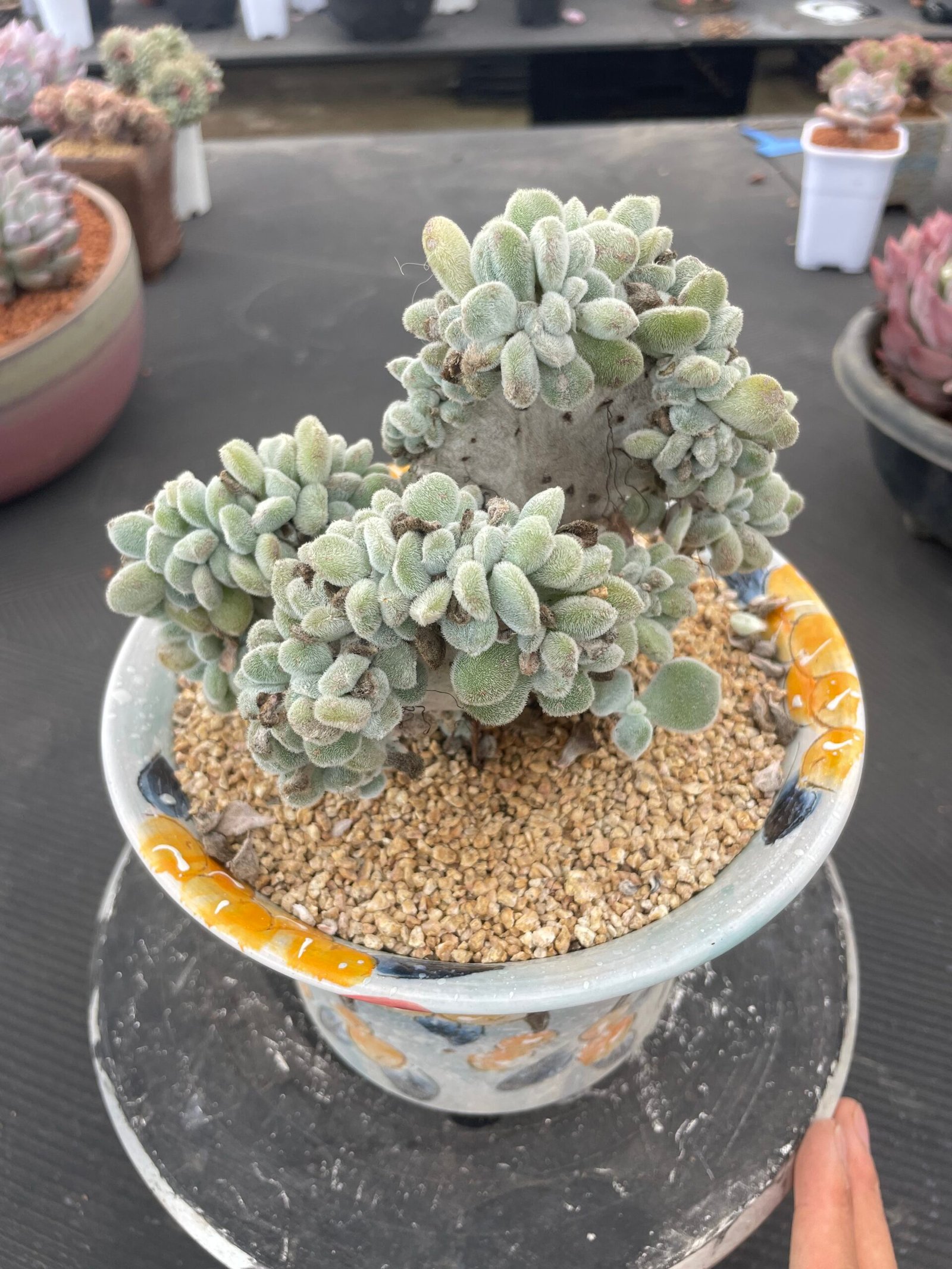 Echeveria 'Yukikagayaki'