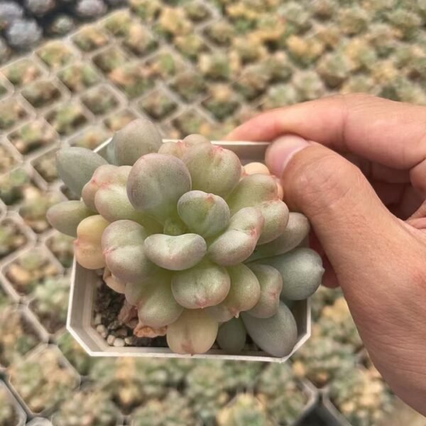 071. Echeveria ‘Blue Bird’