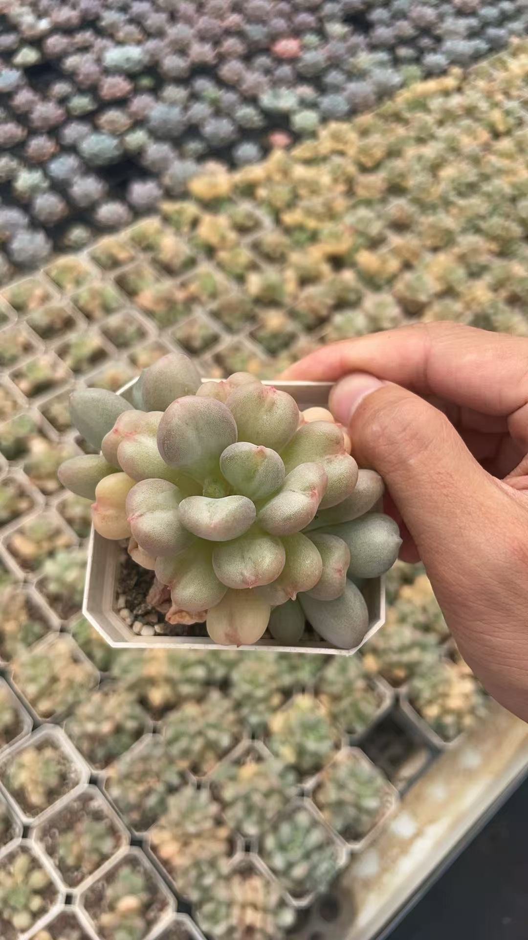 Echeveria 'Blue Bird'