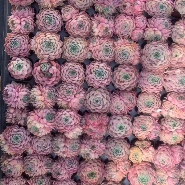 080. Echeveria ‘Red hole’