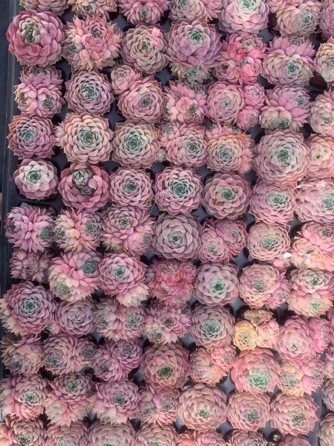 Echeveria 'Red hole'