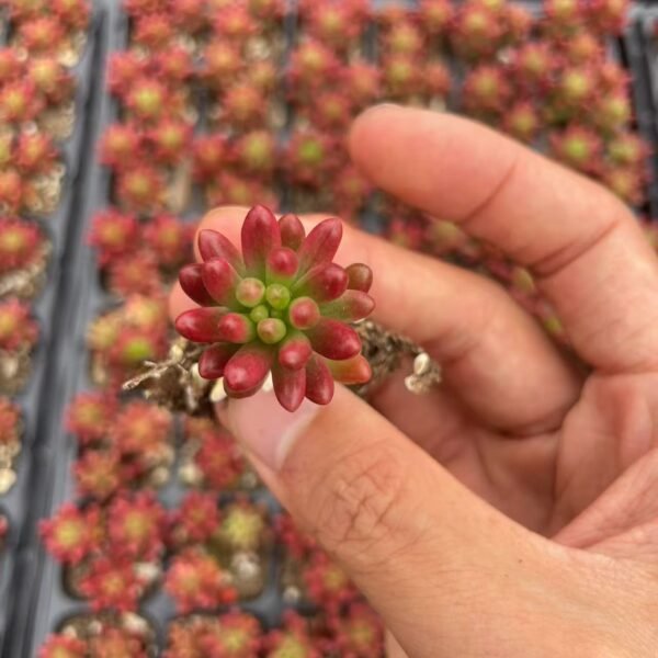 113. Sedum × rubrotinctum R.T.Clausen