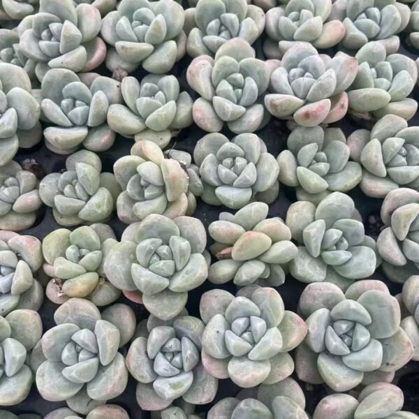 165. Echeveria ‘Ice green’