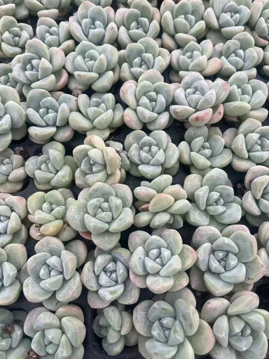Echeveria 'Ice green'