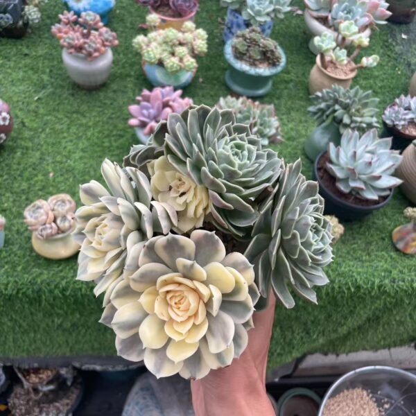 Echeveria ‘Onslow’