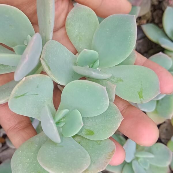 200. Echeveria ‘Hakuhou’