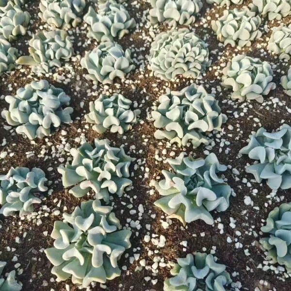 023. Echeveria runyonii ‘Topsy Turvy’