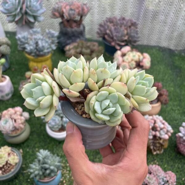 144. Echeveria ‘Derlu’