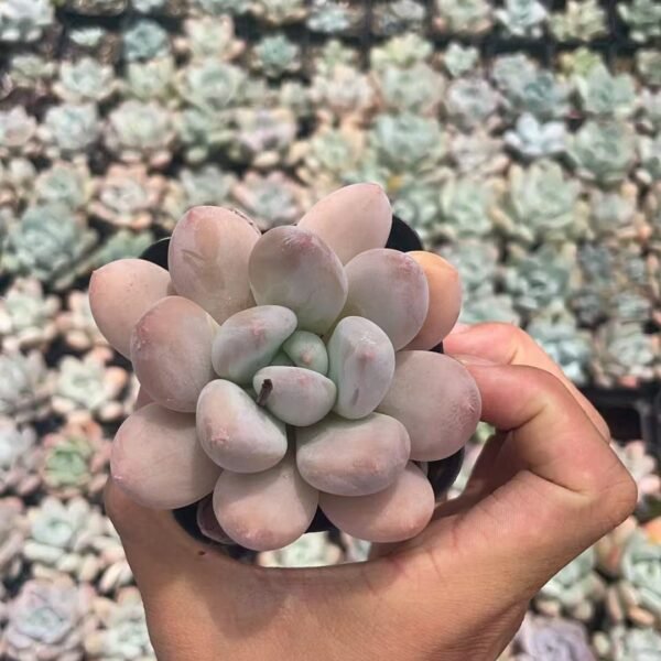 119. Echeveria ‘Champagne’