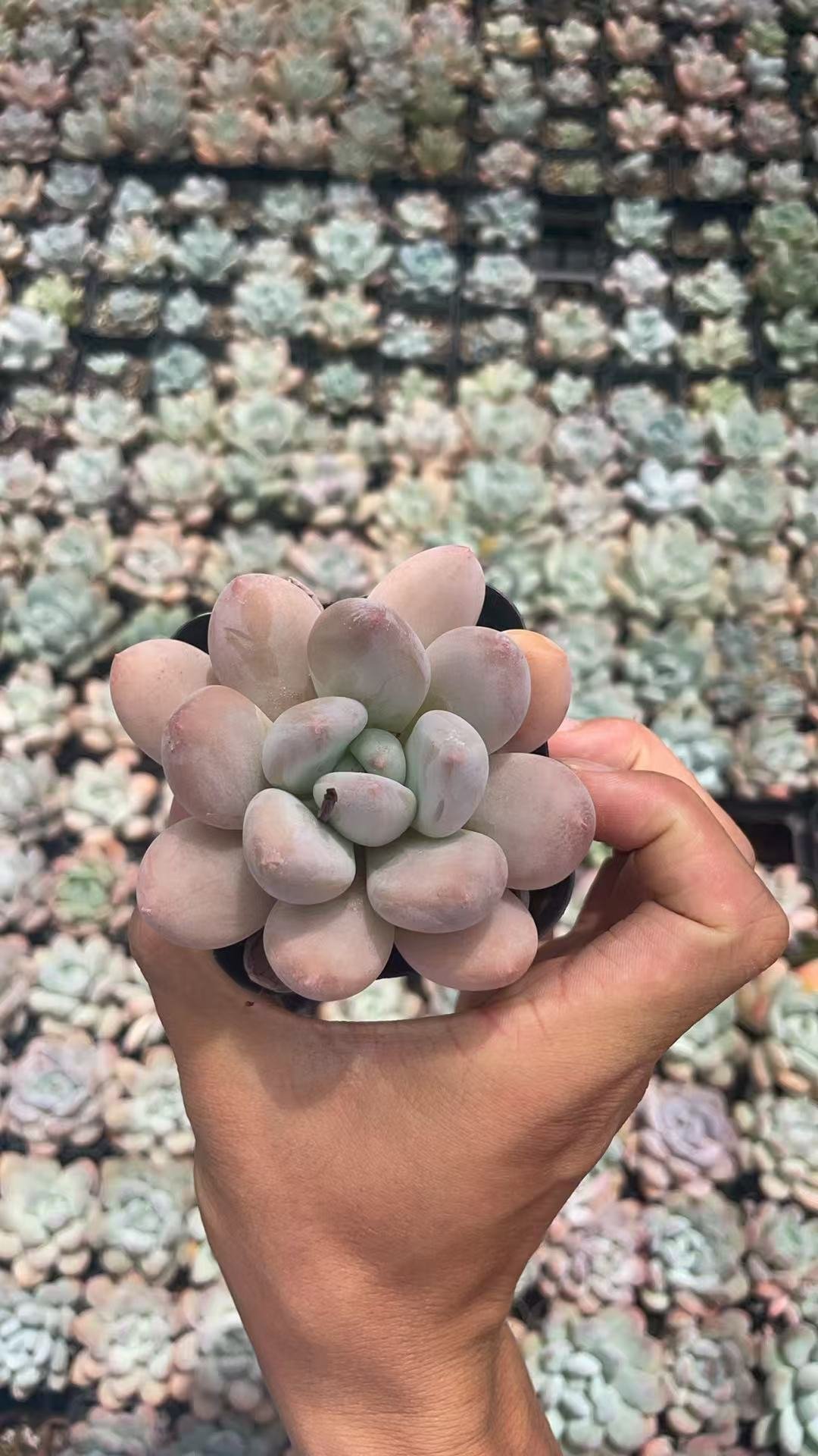 Echeveria 'Champagne'
