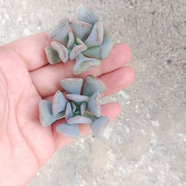 100. Echeveria ‘Snow elf’