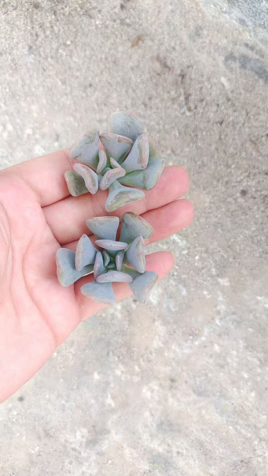 938016639cb2a786ad8e7573987771e