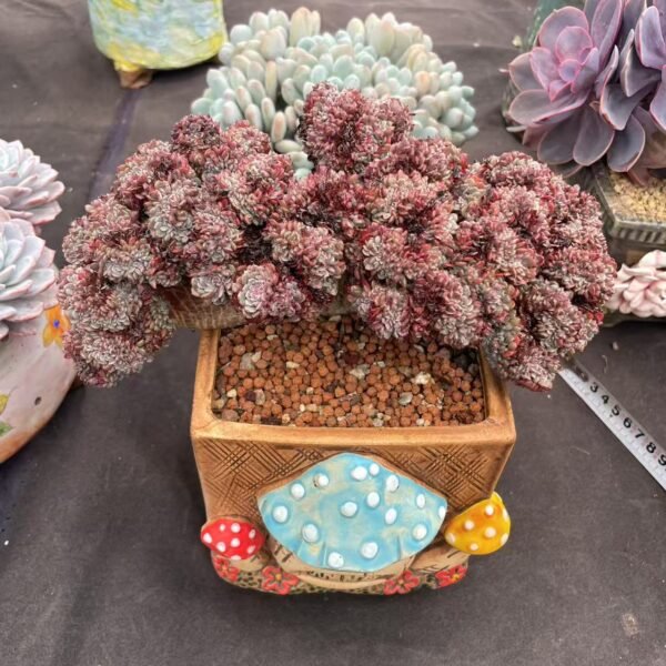 276. Echeveria ‘Pinwheel’