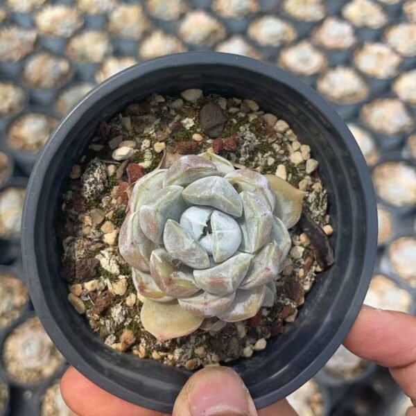 194. Echeveria ‘Tynie Burger’